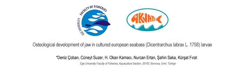 Read more about the article Osteological Development of Jaw in Cultured European Seabass (Dicentrarchus Labrax) Larvae