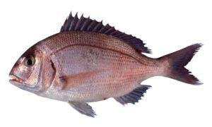 Red Porgy (Pagrus pagrus)
