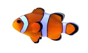Clownfish (Amphipron ocellaris)