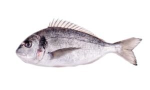 Sea Bream (Sparus aurata)