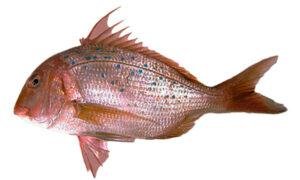 Bluespotted Sea Bream (Pagrus Caeruleostictus)