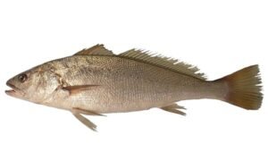 Meagre (Argyrosomus Regius)