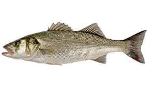 Sea Bass (Dicentrarchus labrax)