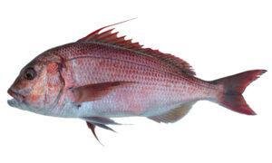 Pink Dentex (Dentex gibbosus)